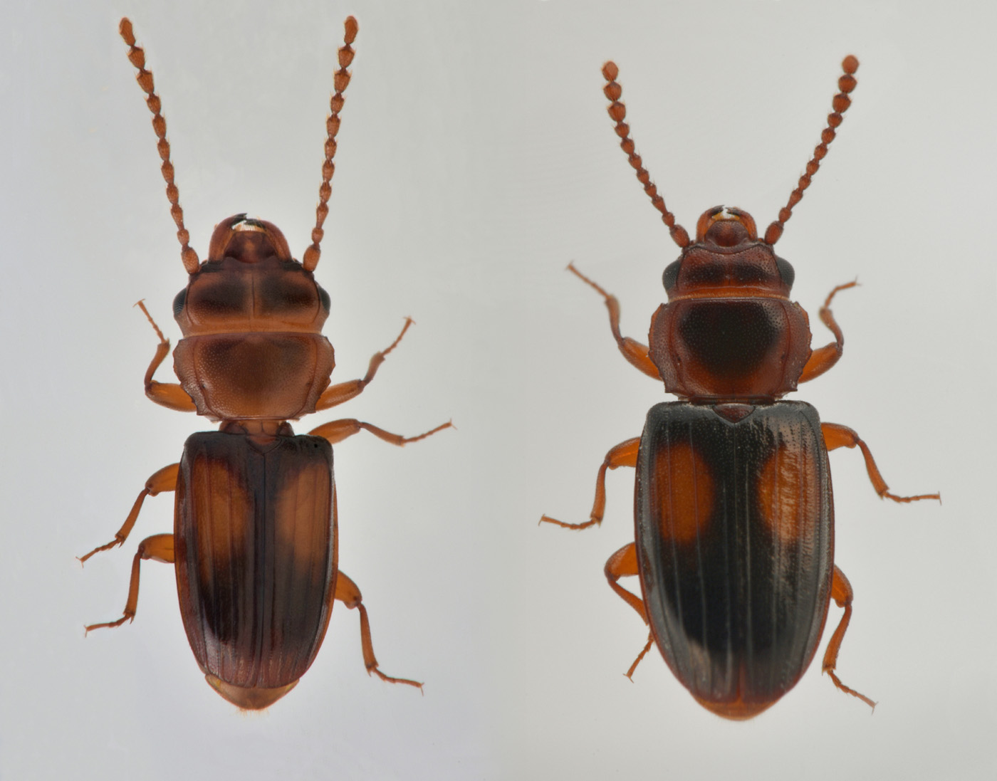 Laemophloeidae:  Laemophloeus monilis? S.